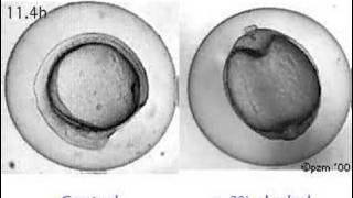 Effect of alcohol on zebrafish development [upl. by Nylecoj]