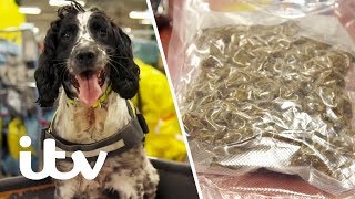 Border Force Sniffer Dog Finds Drugs Hidden in a Package  Heathrow Britains Busiest Airport [upl. by Lozar]