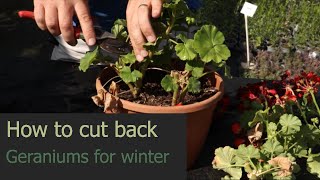 EP182 how to cut back geranium plants for the winter [upl. by Pevzner949]