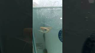 red eyes albino arowana available [upl. by Lebna960]