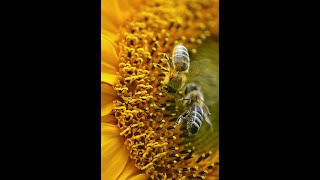 Bees making honey time lapsehoney bee queen shorts [upl. by Rosanne968]