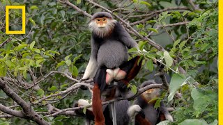 This Endangered Monkey is One of the World’s Most Colorful Primates  Short Film Showcase [upl. by Lrac]