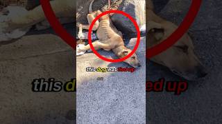 Watch How This Dog’s Life Was Saved 🐶❤️ [upl. by Nahum]