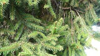 Picea abies Barryi [upl. by Synn]