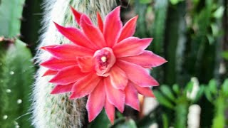 Monkey Tail Cactus flowering🌺🐒 Cleistocactus Colademononis [upl. by Eiramaneet]