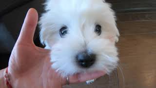 10WeekOld Coton de Tulear Puppy’s Playful Time [upl. by Winterbottom]