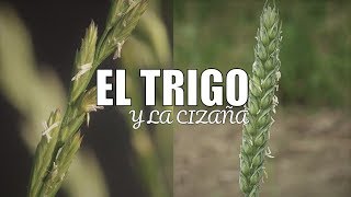 El TRIGO y La Cizaña  Parábola  Reflexión [upl. by Lyell]