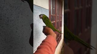 birds parrot shortvideo [upl. by Animrelliug690]