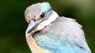 Sacred Kingfisher  song [upl. by Sonitnatsnoc]