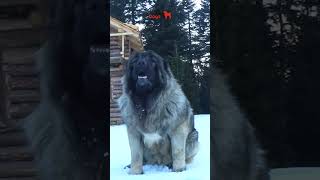 Caucasian Shepherd dog in the wild [upl. by Rosemary]