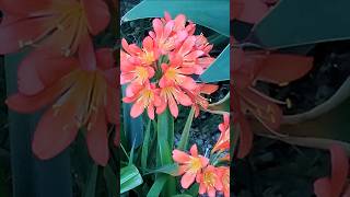 Clivia Flowers What a Beauty clivia garden viralvideo shortsvideo flowers [upl. by Hsenid]