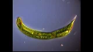 EUGLENA OXYURIS [upl. by Beyer]