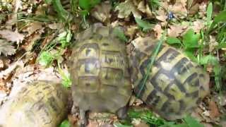 Three Tortoises Spotted in the forest [upl. by Aneert]