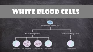 Types of White Blood Cells Leukocytes  Cell Biology [upl. by Targett]