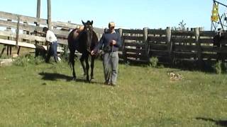 Milagro cavallo Uruguayano del Centro Equestre il Salice [upl. by Norihs864]