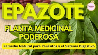 DOCUMENTAL EPAZOTE Planta Medicinal Usos Usos y Beneficios para la SALUD [upl. by Zohar]