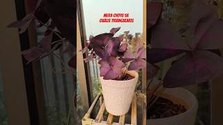 Oxalis triangularis  Gardening  Terrace Garden natuturesmotivation53 youtube youtubeshorts [upl. by Fital]