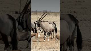 A variety of animals in Etosha National Park Namibia [upl. by Markland511]