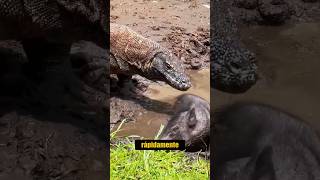 ¡Dragon De Komodo vs Ciervo dragondekomodo vs ciervo animalessalvajes [upl. by Moretta652]