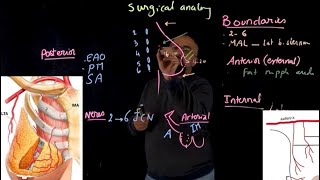 Breast surgical anatomy A [upl. by Aspia]