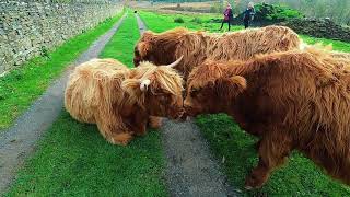 THESE HIGHLAND COWS ARE STUNNING [upl. by Noissap70]