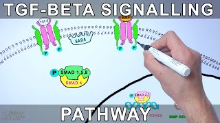 TGF Beta Signalling Pathway [upl. by Gnouhk303]