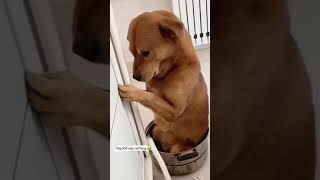 Dog funny video 😂 dog whatsapp Status 😂doglover dogs [upl. by Langill541]