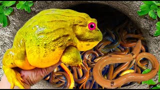 Amazing catching Pacman frog in tiny Pond platiun xecan fish [upl. by Nicholson278]