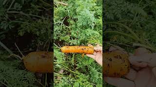 Constant carrot harvest with tight spacing in raised beds garden raisedbedgarden [upl. by Johnna26]