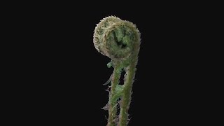 Fern Plant Unrolling New Fronds Stock Video [upl. by Boony]