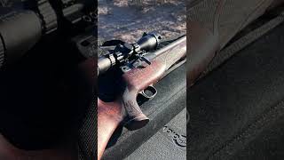 Best Pellets test Results Check it out daystatehuntsmanrevere airgunsofarizona daystateairguns [upl. by Staci]