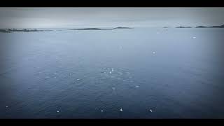 quotGannets Feeding Frenzy Spectacular Diving at Main Rock Greenspond Bonavista Bay Newfoundlandquot [upl. by Salohcim877]