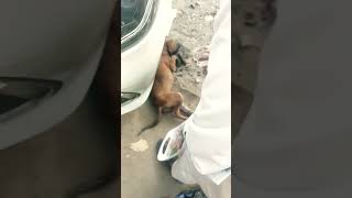 Street Dog Accidental 😞😞😞 dog dogrescues streetdogrescue rescue dogshorts shortsfeed shorts [upl. by Adlanor]