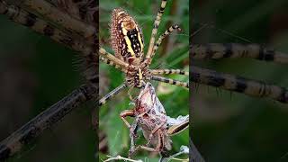 Argiope Trifasciata origen Península Ibérica Madeira Islas Baleares y Canarias [upl. by Elcarim]