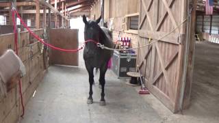 How to cross tie a pull back horse [upl. by Waki]