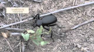 The Stink Beetle isnt so bad Just dont touch it HD Video [upl. by Brittney]