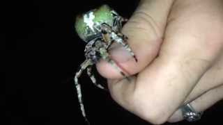 Giant Lichen Orbweaver Araneus bicentenarius [upl. by Linnet]