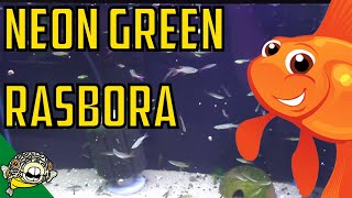 How to Care for Neon Green Rasboras Microdevario kubotai  Microrasbora Kubotai [upl. by Bolte]