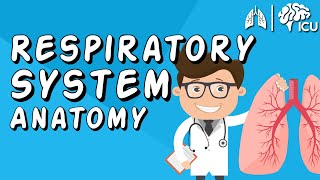 The Respiratory System CRASH COURSE [upl. by Johnsson]