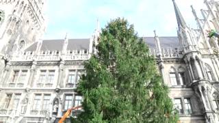 München Marienplatz bekommt seinen Christbaum [upl. by Nilac]