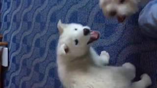 NEW PUPPY  HUSKY SAMOYED MIX [upl. by Wiese931]