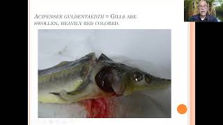 Fish disease case nr 66 Sturgeon Acipenser with bacterial or viral and parasitic infection [upl. by Akilat]