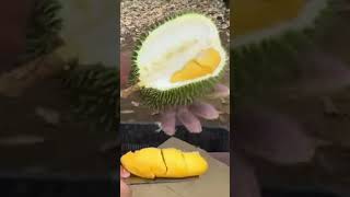 BELAH DUREN [upl. by Christin]