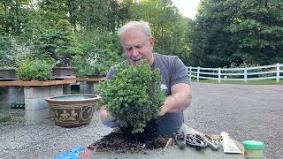 How to Make a Bonsai From a Garden Center Tree [upl. by Ayekel]