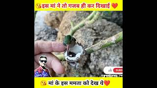 मां👩‍❤️‍💋‍👨 के द्वारा ऐसा❤️प्यार शायद ही किसी को मिल पाता है  देखकर😭 आंसू आ जाएंगे shorts love [upl. by Magbie]