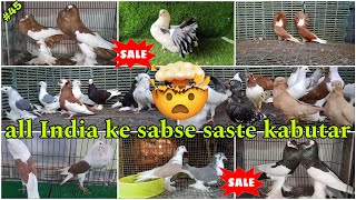 Lahori Siraji 😲 Mukhi jacobin frillback Chinese owl 😍 all India ke sabse saste kabutar pigeon [upl. by Magas]