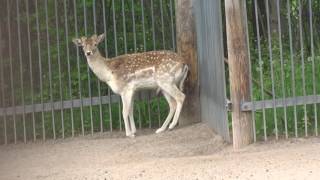 Injured deer at Marineland Canada [upl. by Golden805]