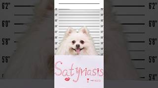 What crime did Nico commitnico smartnico cute funny  pets [upl. by Aslehc]