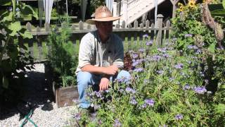 Phacelia tanacetifolia for organic gardening [upl. by Ilecara]