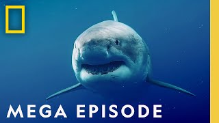 Worlds Most Dangerous Sharks MEGA EPISODE  Top 5 Full Episodes  Sharkfest [upl. by Oiluig]